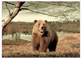 Ковер с пейзажем Фауна 149 Медведь